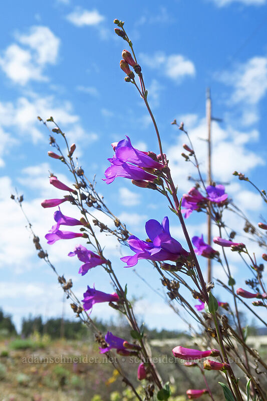 azure penstemon (Penstemon azureus) [Rough and Ready State Natural Site, Josephine County, Oregon]