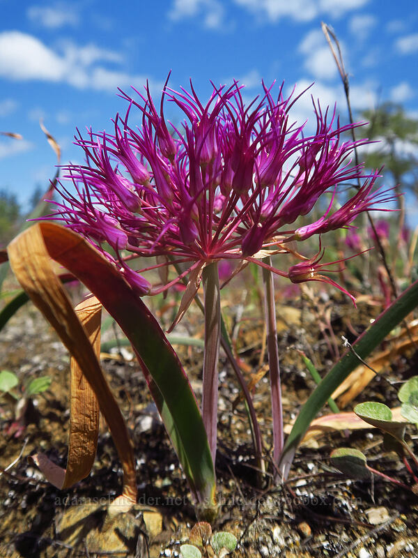 sickle-leaved onion (Allium falcifolium) [Rough and Ready State Natural Site, Josephine County, Oregon]