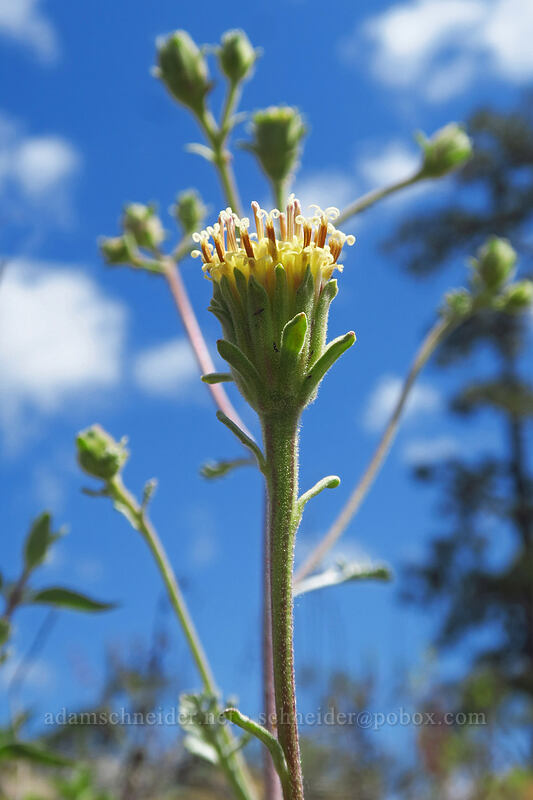 Douglas' dusty-maiden (Chaenactis douglasii) [Rough and Ready State Natural Site, Josephine County, Oregon]
