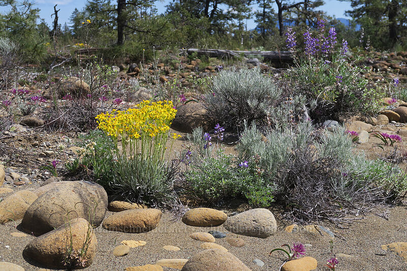 flood-plain wildflowers (Packera macounii (Senecio fastigatus), Lupinus albifrons, Allium falcifolium, Ericameria nauseosa (Chrysothamnus nauseosus)) [Rough and Ready ACEC, Josephine County, Oregon]
