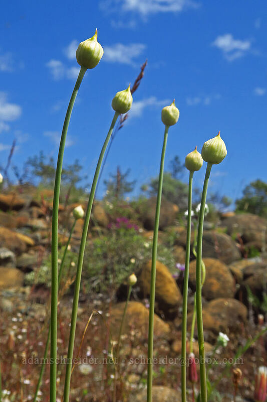 narrow-leaf onion, budding (Allium amplectens) [Rough and Ready ACEC, Josephine County, Oregon]