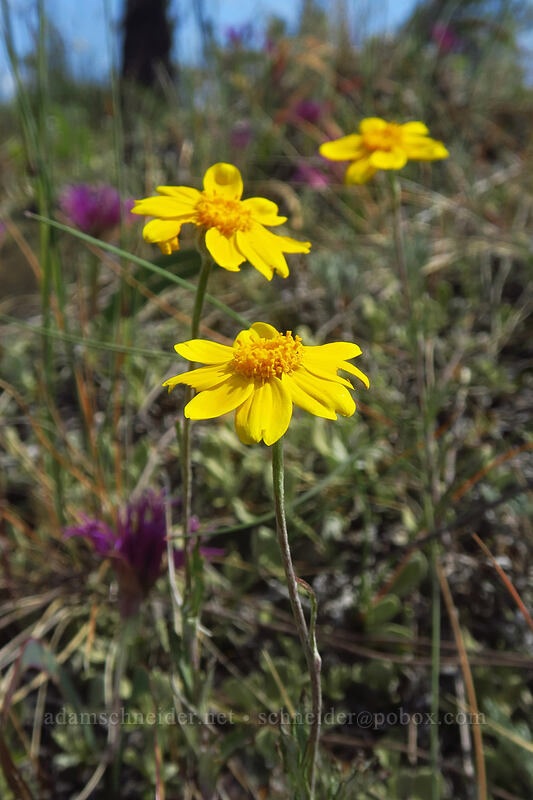 Oregon sunshine (Eriophyllum lanatum) [Rough and Ready ACEC, Josephine County, Oregon]