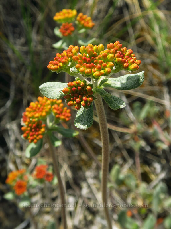 sulphur-flower buckwheat (Eriogonum umbellatum) [Rough and Ready ACEC, Josephine County, Oregon]