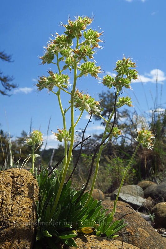 serpentine phacelia (Phacelia corymbosa) [Rough and Ready ACEC, Josephine County, Oregon]
