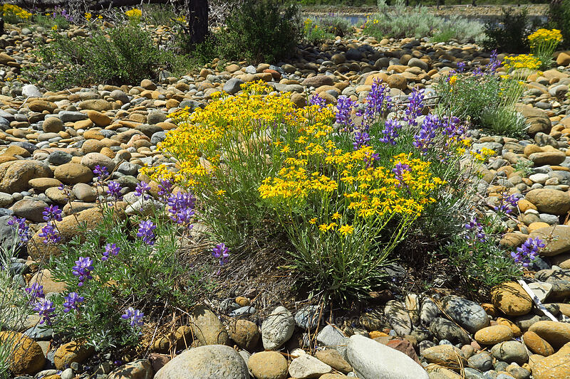Siskiyou ragwort & white-leaf lupines (Packera macounii (Senecio fastigatus), Lupinus albifrons) [Rough and Ready ACEC, Josephine County, Oregon]
