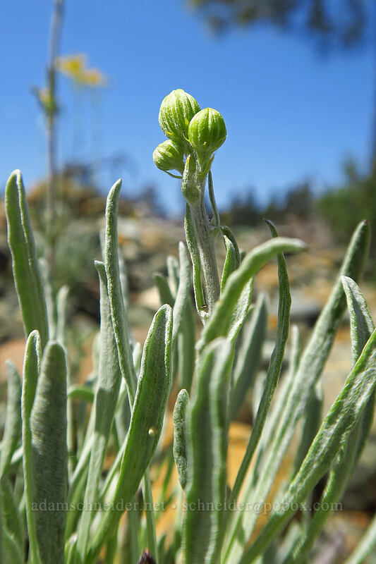 Siskiyou ragwort, budding (Packera macounii (Senecio fastigatus)) [Rough and Ready ACEC, Josephine County, Oregon]