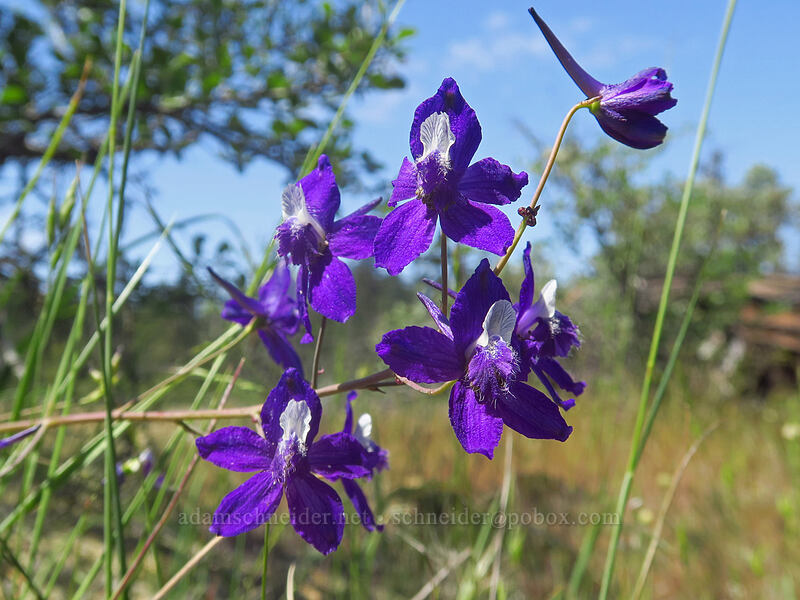 upland larkspur (Delphinium nuttallianum) [Rough and Ready ACEC, Josephine County, Oregon]