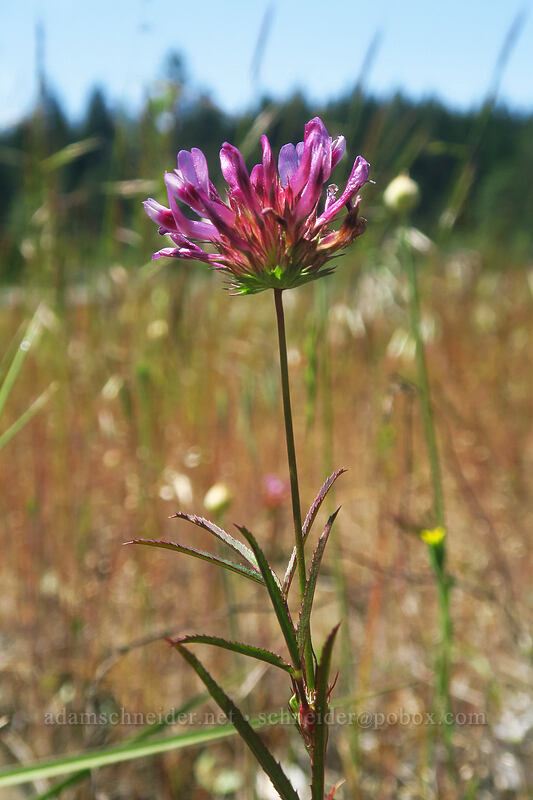 tomcat clover (Trifolium willdenovii) [Rough and Ready ACEC, Josephine County, Oregon]