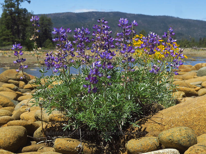 white-leaved lupines (Lupinus albifrons) [Rough and Ready ACEC, Josephine County, Oregon]
