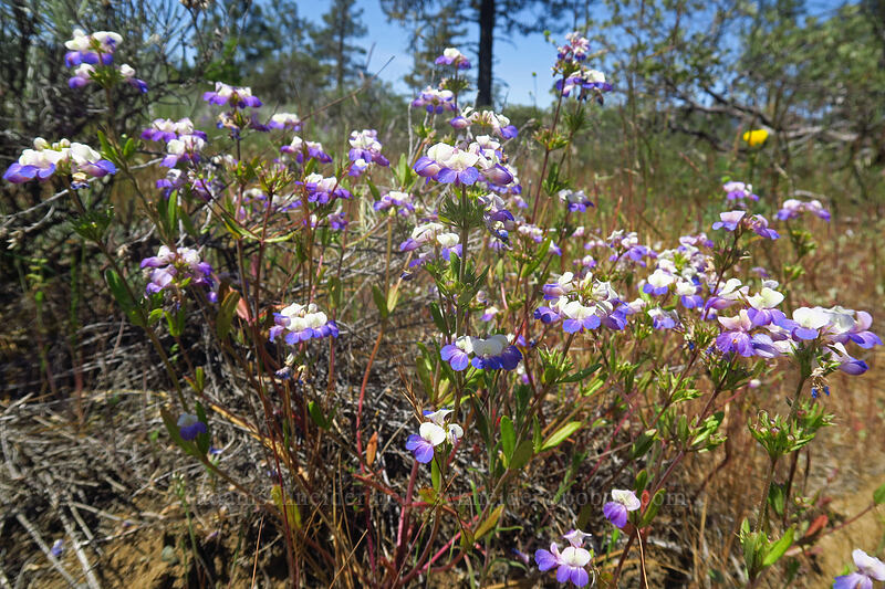 large-flowered blue-eyed-Mary (Collinsia grandiflora) [Rough and Ready ACEC, Josephine County, Oregon]
