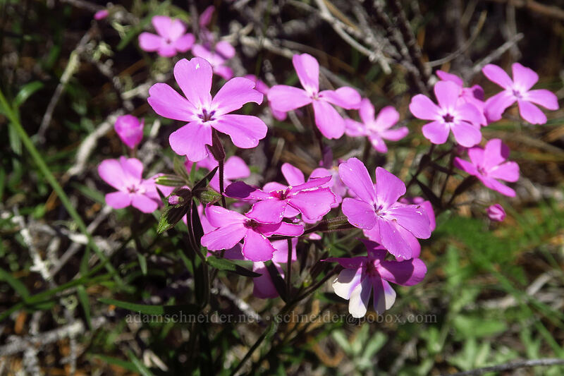 showy phlox (Phlox speciosa) [Rough and Ready ACEC, Josephine County, Oregon]