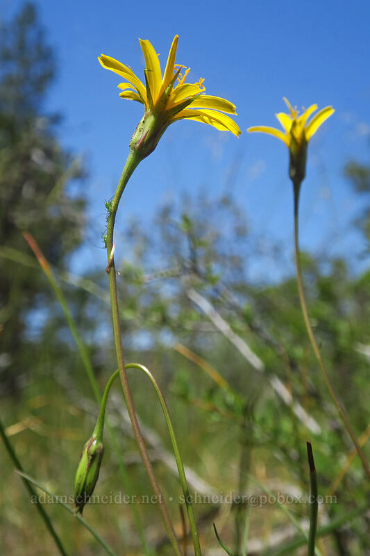 microseris (Microseris sp.) [Rough and Ready ACEC, Josephine County, Oregon]