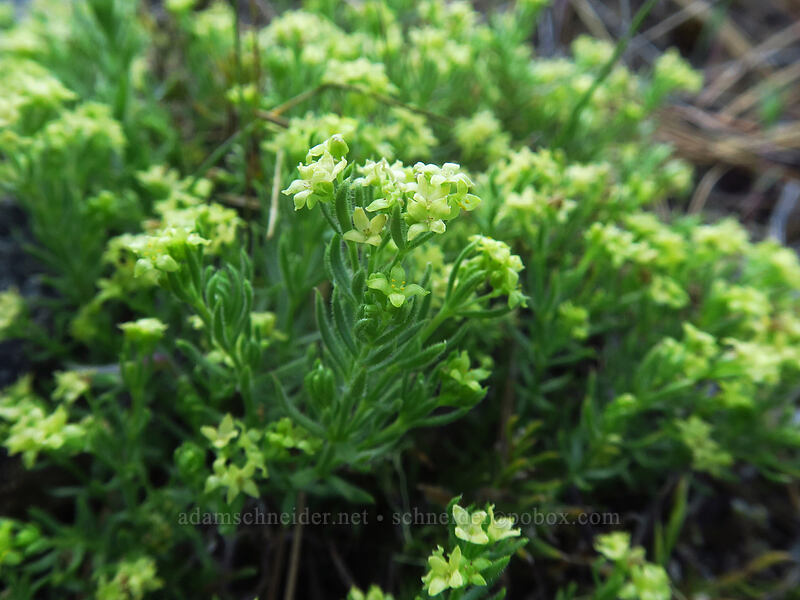 Siskiyou bedstraw (Galium ambiguum var. siskiyouense) [Rough and Ready ACEC, Josephine County, Oregon]