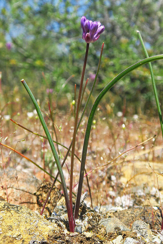 round-tooth ookow, budding (Dichelostemma multiflorum (Brodiaea multiflora)) [Rough and Ready ACEC, Josephine County, Oregon]