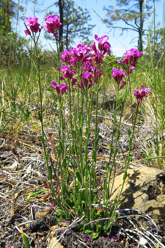 Waldo rock-cress (Arabis aculeolata) [Rough and Ready ACEC, Josephine County, Oregon]