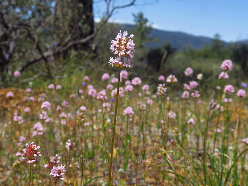 rosy plectritis (Plectritis congesta) [Rough and Ready ACEC, Josephine County, Oregon]