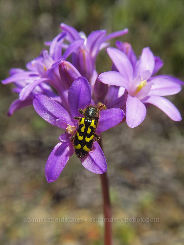 ornate checkered beetle on ookow (Trichodes ornatus, Dichelostemma multiflorum (Brodiaea multiflora)) [Rough and Ready ACEC, Josephine County, Oregon]