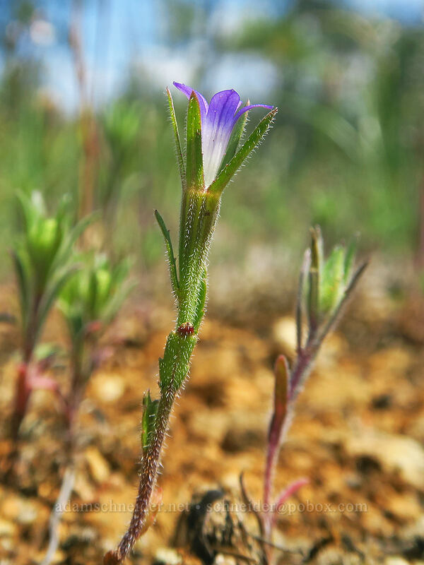 common blue-cup (Githopsis specularioides) [Rough and Ready State Natural Site, Josephine County, Oregon]