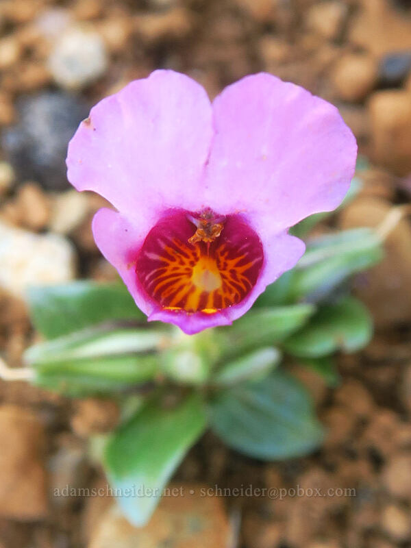 mouse-ear monkeyflower (Diplacus douglasii (Mimulus douglasii)) [Rough and Ready State Natural Site, Josephine County, Oregon]