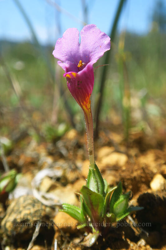 mouse-ear monkeyflower (Diplacus douglasii (Mimulus douglasii)) [Rough and Ready State Natural Site, Josephine County, Oregon]