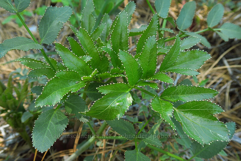 sharp-tooth angelica leaves (Angelica arguta) [Rough and Ready State Natural Site, Josephine County, Oregon]