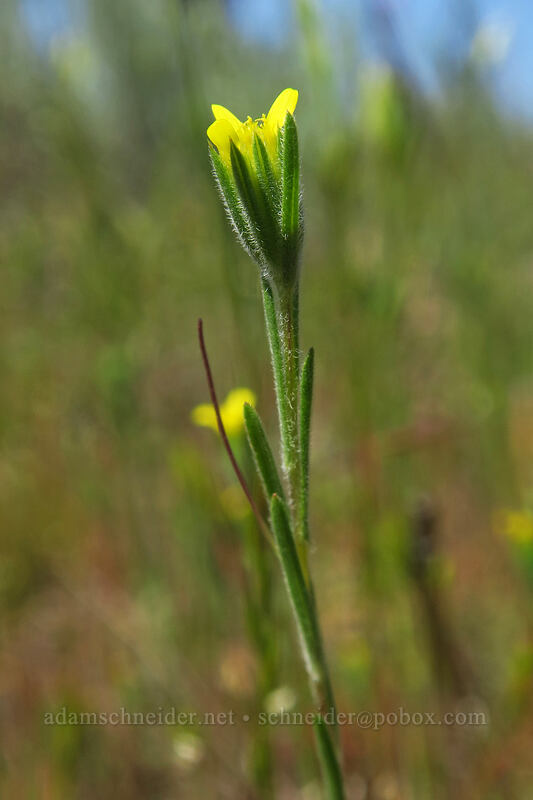 wireweed (Rigiopappus leptocladus) [Rough and Ready State Natural Site, Josephine County, Oregon]