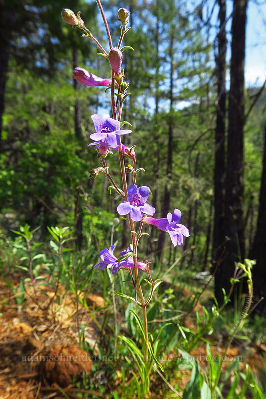 Roezl's penstemon (Penstemon roezlii (Penstemon laetus ssp. roezlii)) [Eight Dollar Mountain Botanical Area, Rogue River-Siskiyou National Forest, Josephine County, Oregon]