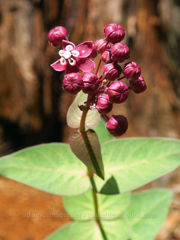 purple milkweed (Asclepias cordifolia) [Eight Dollar Mountain Botanical Area, Rogue River-Siskiyou National Forest, Josephine County, Oregon]