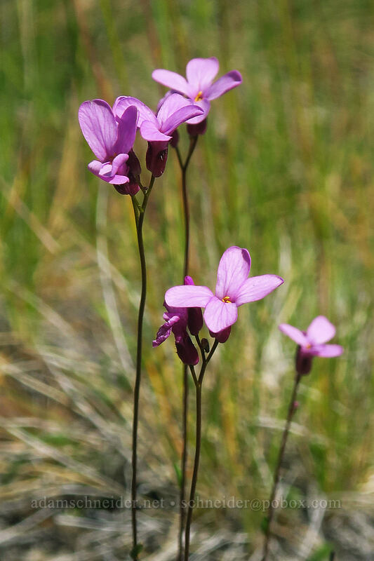 Waldo rock-cress (Arabis aculeolata) [Little Falls Loop Trail, Rogue River-Siskiyou National Forest, Josephine County, Oregon]
