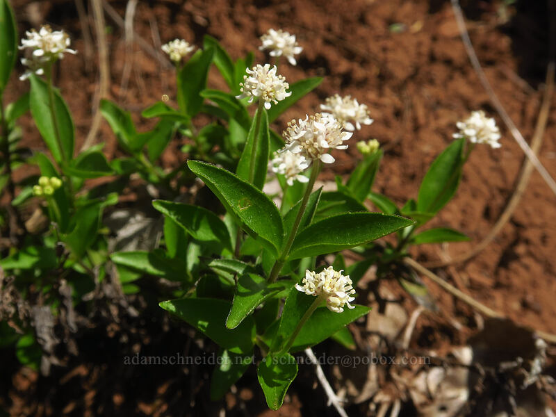 whipplea (modesty) (Whipplea modesta) [Little Falls Loop Trail, Rogue River-Siskiyou National Forest, Josephine County, Oregon]