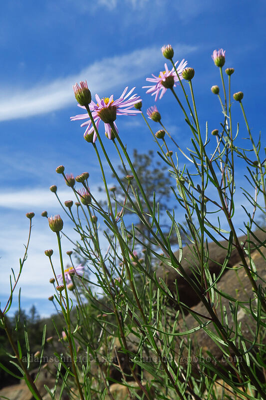 leafy fleabane (Erigeron foliosus var. confinis) [Little Falls Loop Trail, Rogue River-Siskiyou National Forest, Josephine County, Oregon]