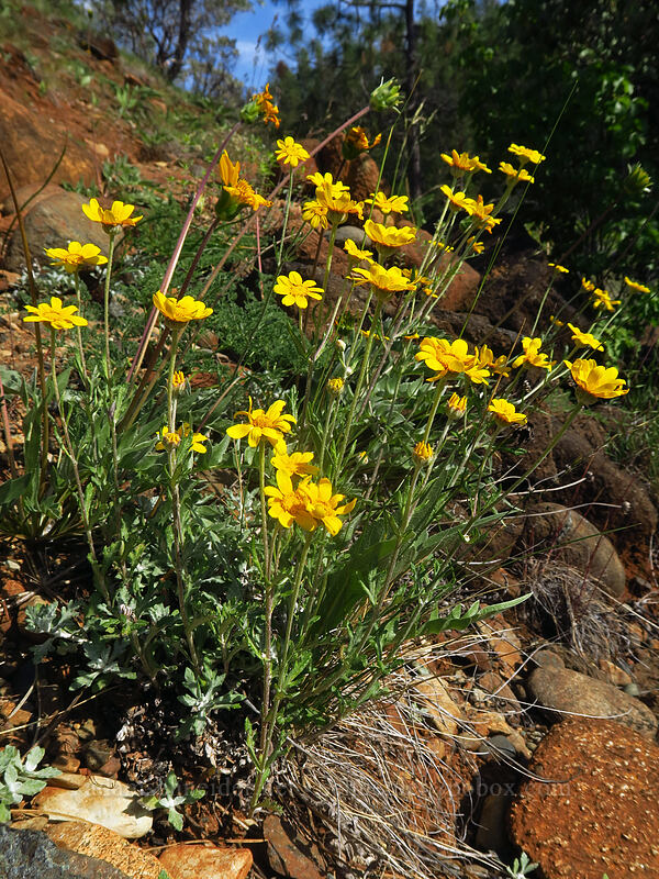hybrid balsamroot & Oregon sunshine (Balsamorhiza deltoidea x Balsamorhiza sericea, Eriophyllum lanatum) [Little Falls Loop Trail, Rogue River-Siskiyou National Forest, Josephine County, Oregon]