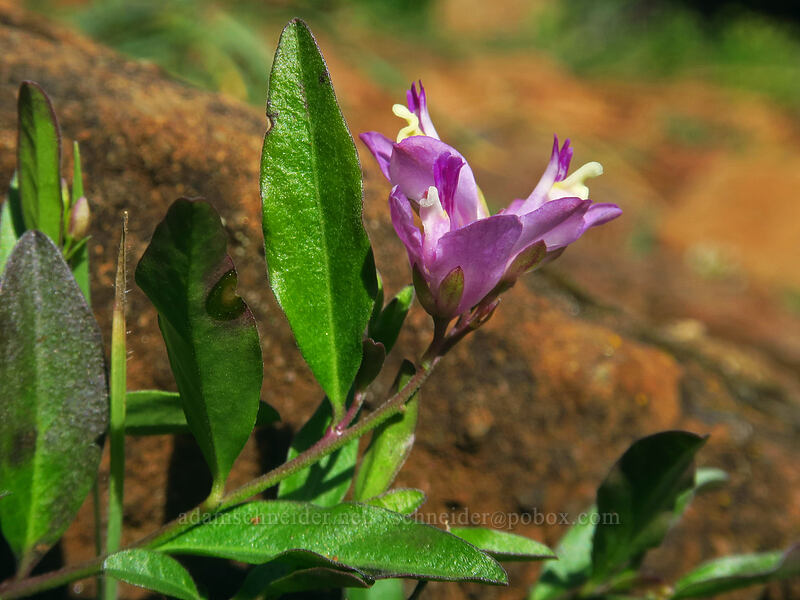 California milkwort (Polygala californica (Rhinotropis californica)) [Little Falls Loop Trail, Rogue River-Siskiyou National Forest, Josephine County, Oregon]