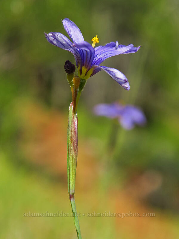 western blue-eyed-grass (Sisyrinchium bellum) [Little Falls Loop Trail, Rogue River-Siskiyou National Forest, Josephine County, Oregon]