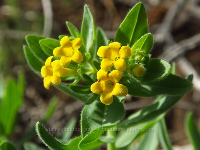 California stone-seed (Lithospermum californicum) [Eight Dollar Mountain Botanical Area, Rogue River-Siskiyou National Forest, Josephine County, Oregon]