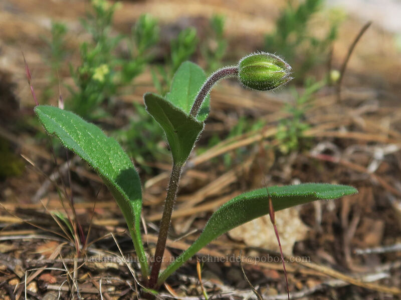 serpentine arnica, budding (Arnica cernua) [Eight Dollar Mountain Botanical Area, Rogue River-Siskiyou National Forest, Josephine County, Oregon]