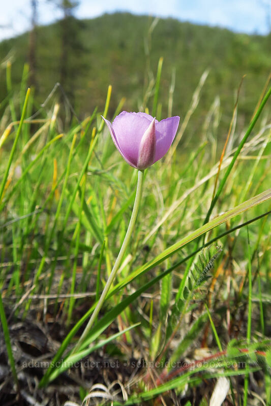 pink mariposa lily (Calochortus uniflorus) [Eight Dollar Mountain Botanical Area, Rogue River-Siskiyou National Forest, Josephine County, Oregon]