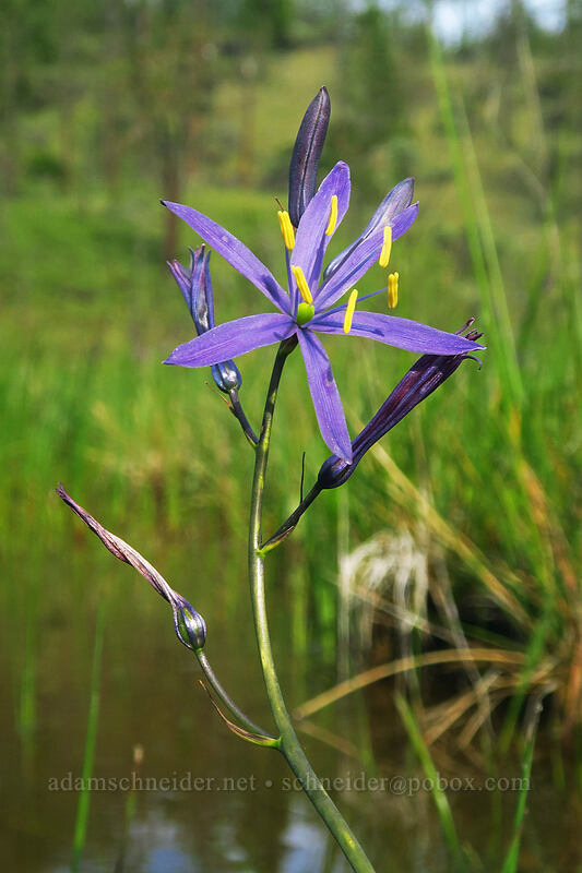 great camas (Camassia leichtlinii ssp. suksdorfii) [Eight Dollar Mountain Botanical Area, Rogue River-Siskiyou National Forest, Josephine County, Oregon]