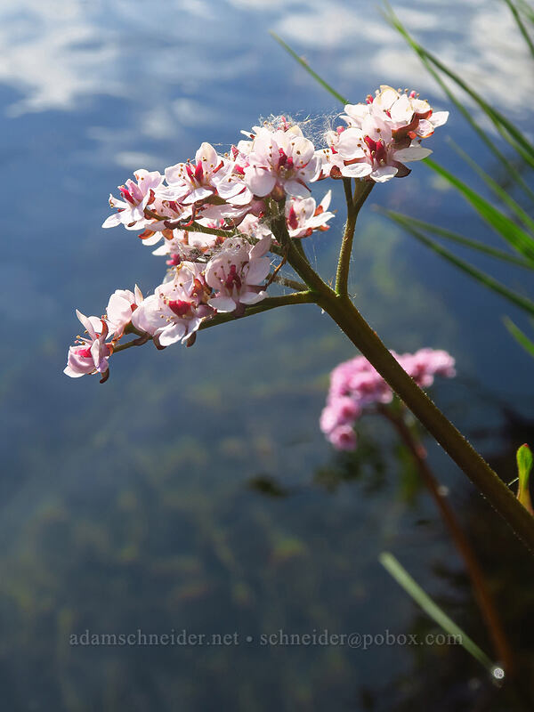 Indian rhubarb (umbrella plant) (Darmera peltata) [Eight Dollar Bridge, Rogue River-Siskiyou National Forest, Josephine County, Oregon]