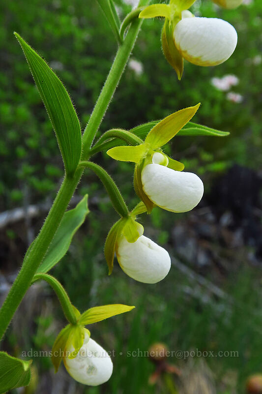 California lady's slipper (Cypripedium californicum) [Days Gulch Botanical Area, Rogue River-Siskiyou National Forest, Josephine County, Oregon]