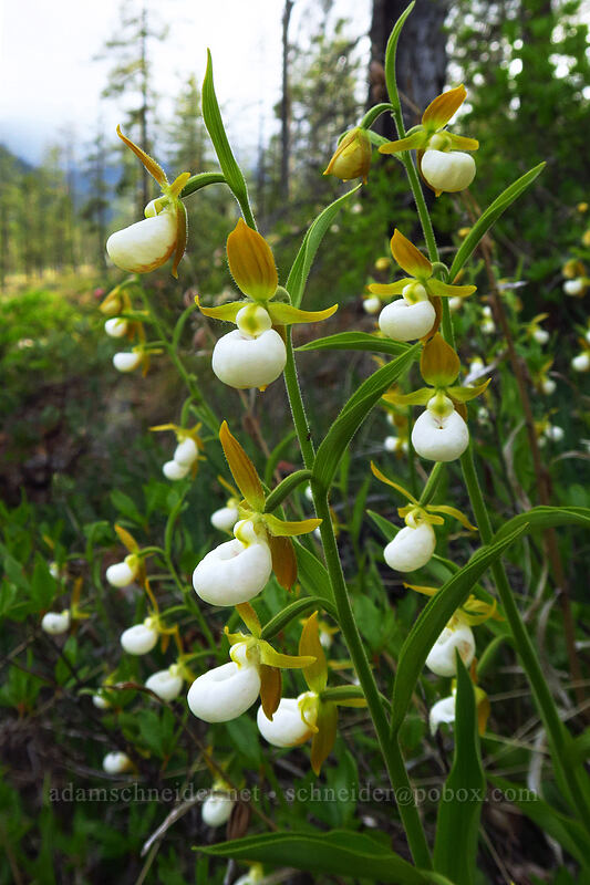 California lady's slipper (Cypripedium californicum) [Days Gulch Botanical Area, Rogue River-Siskiyou National Forest, Josephine County, Oregon]