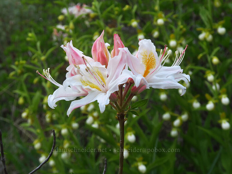 western azalea (Rhododendron occidentale) [Days Gulch Botanical Area, Rogue River-Siskiyou National Forest, Josephine County, Oregon]