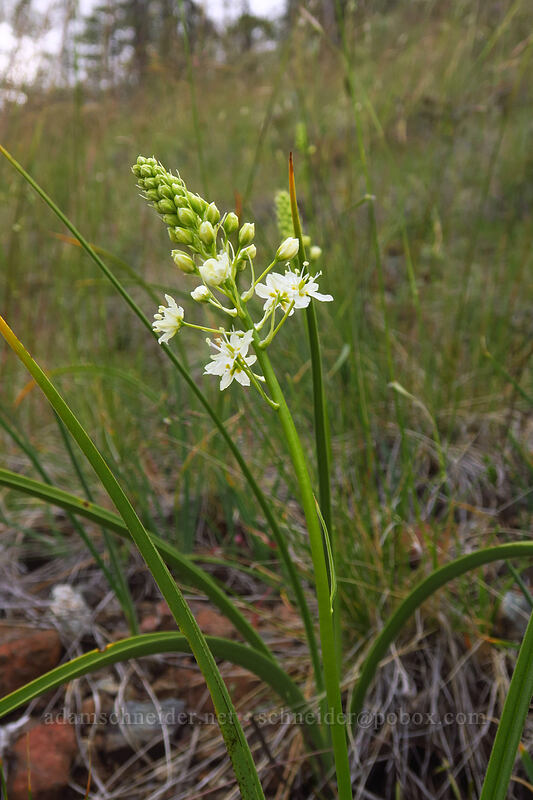 death-camas (Toxicoscordion sp. (Zigadenus sp.)) [Days Gulch Botanical Area, Rogue River-Siskiyou National Forest, Josephine County, Oregon]