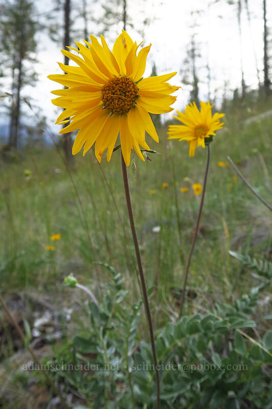 hybrid balsamroot (Balsamorhiza deltoidea x Balsamorhiza sericea) [Days Gulch Botanical Area, Rogue River-Siskiyou National Forest, Josephine County, Oregon]