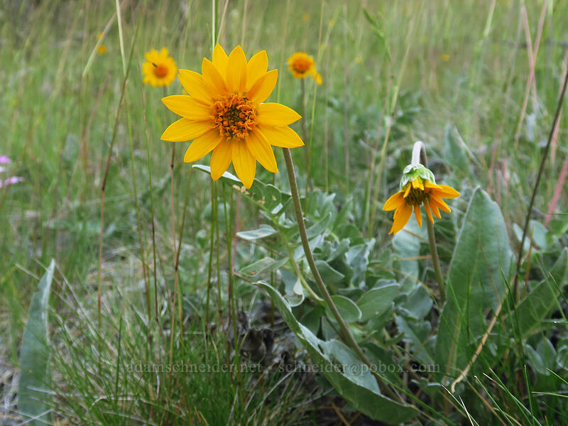 hybrid balsamroot (Balsamorhiza deltoidea x sericea) [Days Gulch Botanical Area, Rogue River-Siskiyou National Forest, Josephine County, Oregon]