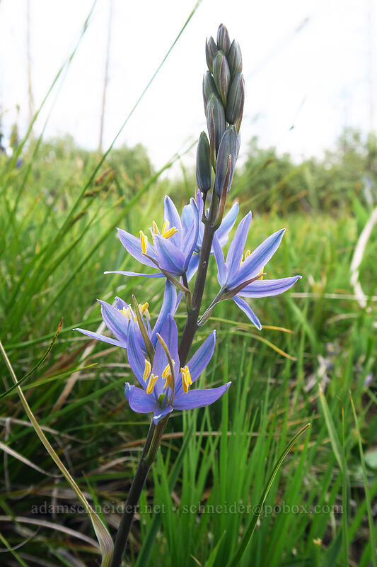 great camas (Camassia leichtlinii ssp. suksdorfii) [Days Gulch Botanical Area, Rogue River-Siskiyou National Forest, Josephine County, Oregon]