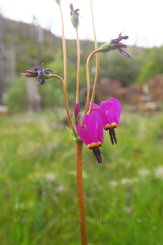 dark-throated shooting star (Dodecatheon pulchellum var. monanthum (Primula pauciflora var. monantha)) [Days Gulch Botanical Area, Rogue River-Siskiyou National Forest, Josephine County, Oregon]