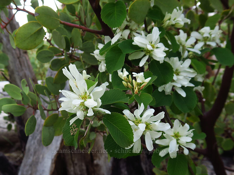 serviceberry flowers (Amelanchier alnifolia) [Days Gulch Botanical Area, Rogue River-Siskiyou National Forest, Josephine County, Oregon]