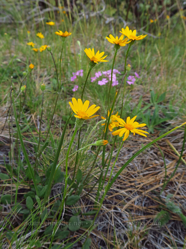 serpentine groundsel (Siskiyou butterweed) (Packera hesperia (Senecio hesperius)) [Days Gulch Botanical Area, Rogue River-Siskiyou National Forest, Josephine County, Oregon]