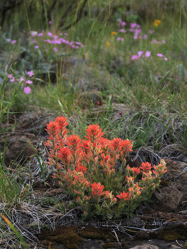 short-lobed paintbrush (Castilleja brevilobata (Castilleja hispida ssp. brevilobata)) [Days Gulch Botanical Area, Rogue River-Siskiyou National Forest, Josephine County, Oregon]